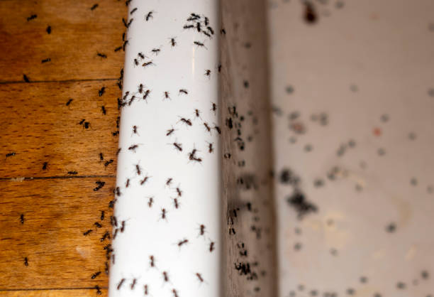 Best Termite Control Services  in Haskell, TX