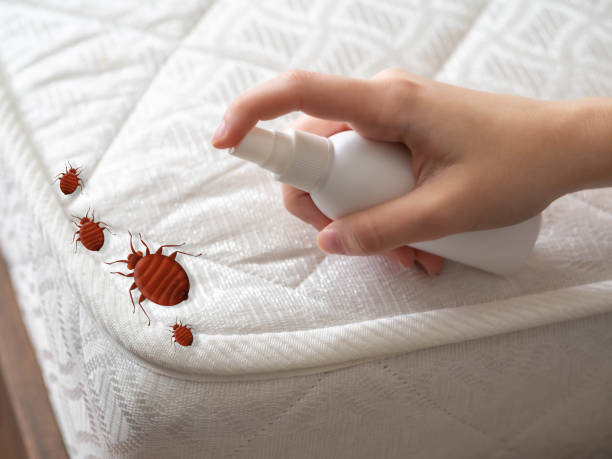Best Residential Pest Control  in Haskell, TX