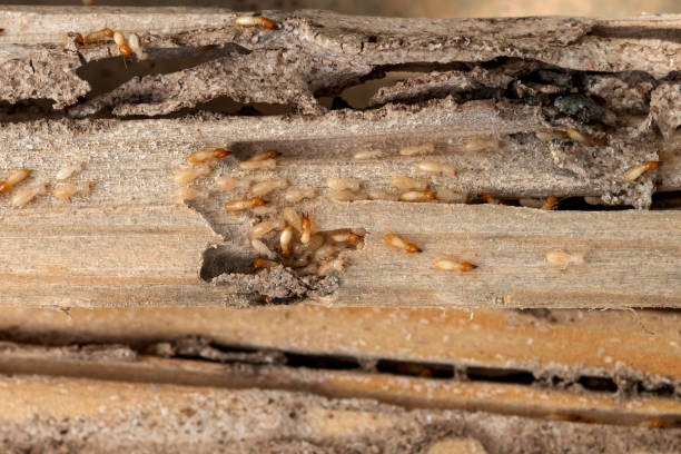 Best Flea Control Services  in Haskell, TX